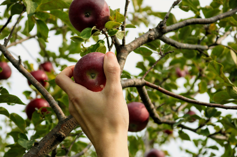Fruit Picking Jobs in Australia With Visa Sponsorship 2023  – Apply